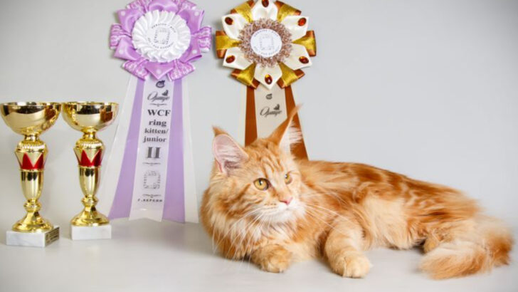 9 Advantages of Owning a Purebred Cat