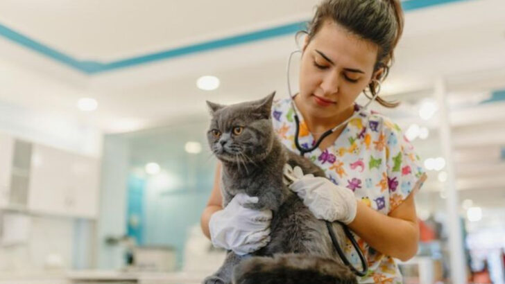 9 Alarming Causes of Blood in Your Cat’s Pee