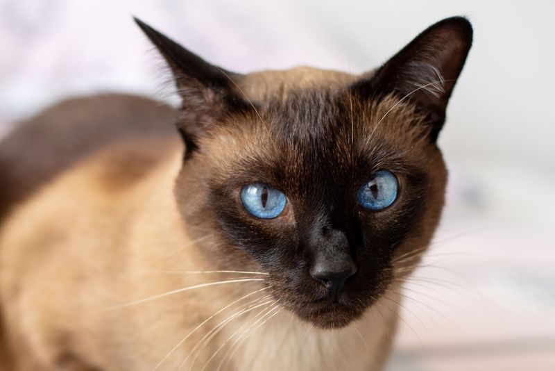 Siamese