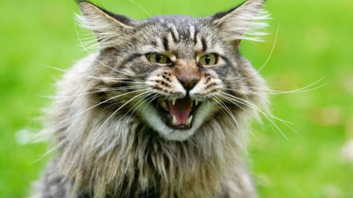 9 Cat Breeds Associated with Aggressive Behavior