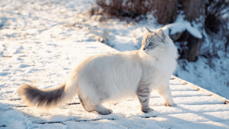 9 Cat Breeds That Feel Like Old Souls