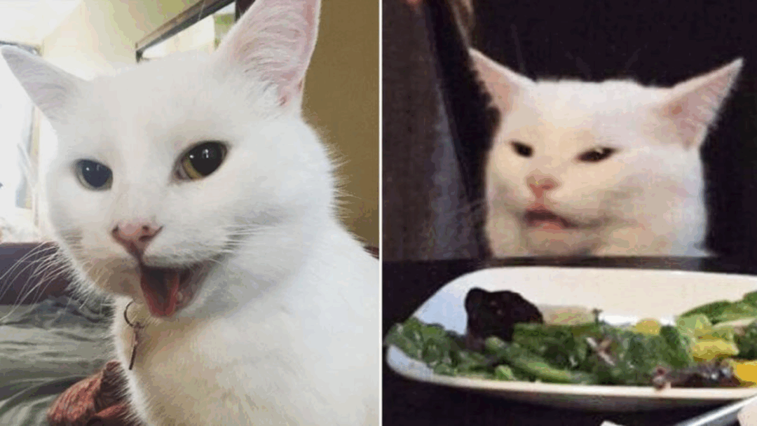 9 Cats That Became Internet Legends