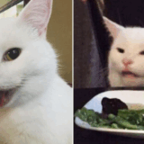 9 Cats That Became Internet Legends