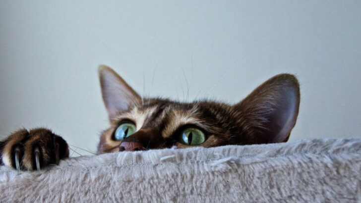 9 Challenges That Will Make You a Better Cat Owner