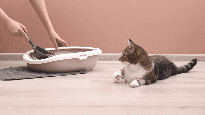Litter Box Issues