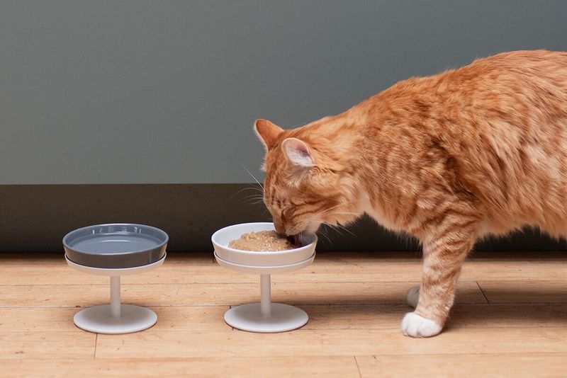 Switch to a Hypoallergenic Diet