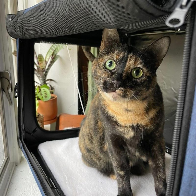 Comfortable, Familiar Carrier