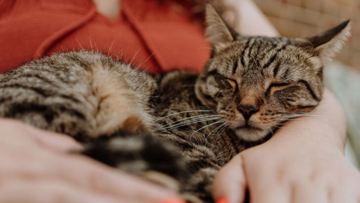 9 Fun Facts About Tabby Cats