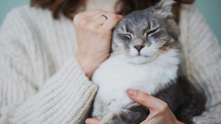 9 Irresistible Benefits of Adopting a Grown-Up Cat