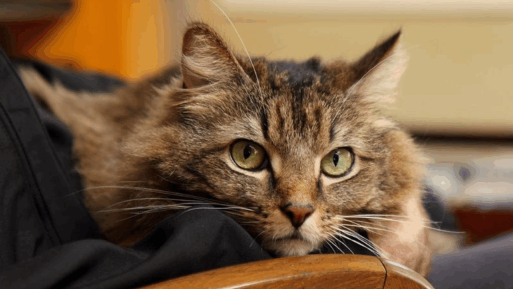 9 Little Things That Prove Your Cat Is Always Looking Out for You