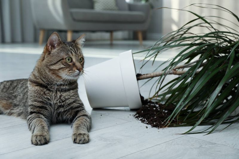 Cats Don’t Understand Human-Style Discipline