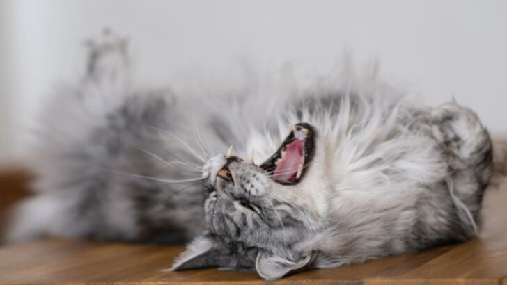 9 Signs Your Cat’s in Springtime Heat
