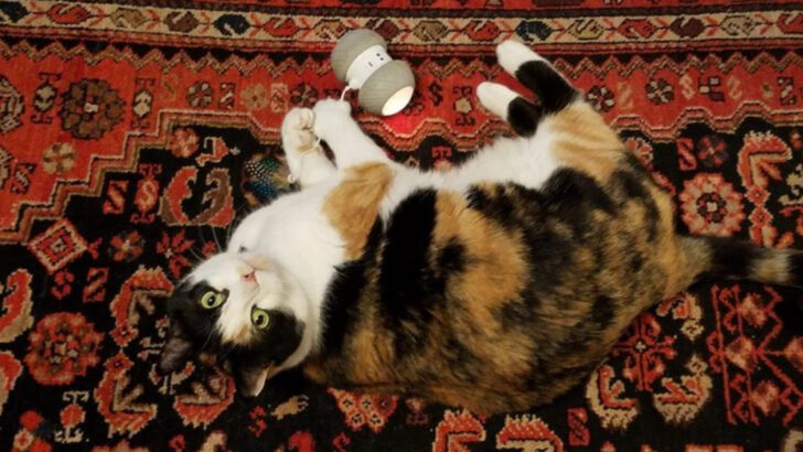 9 Smart Toys to Keep Your Cat Busy While You’re Away