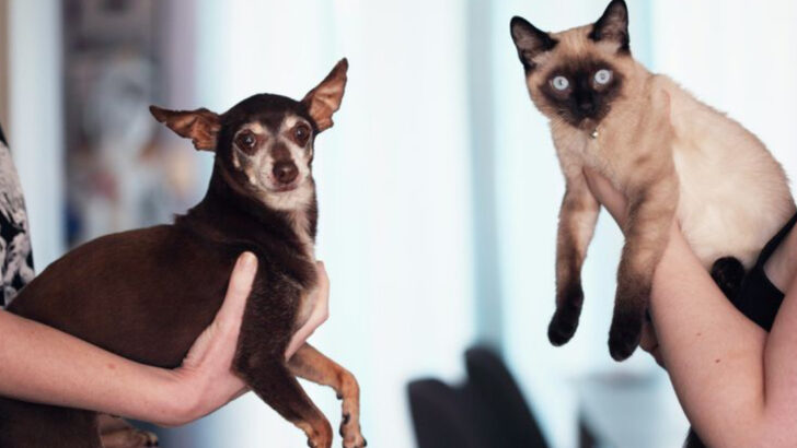 9 Things Science Can Tell Us About Cat People, Dog People, and Happiness