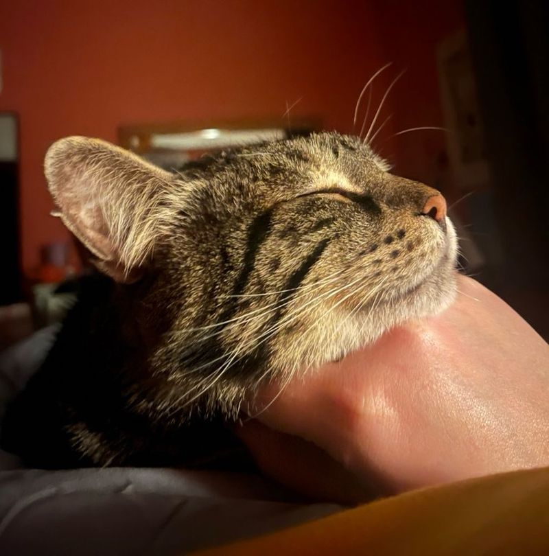Chin Scratches (But Only in the Right Spot)