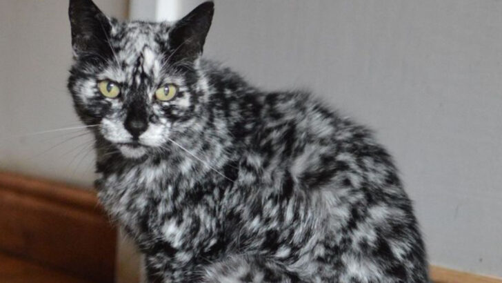 9 Unexpected Factors That Shape A Cat’s Coat Patterns