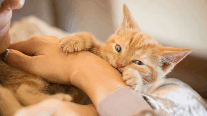 9 Ways Cats Mark You as “Theirs” Without You Knowing