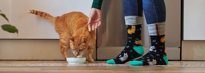 Check Your Cat’s Age