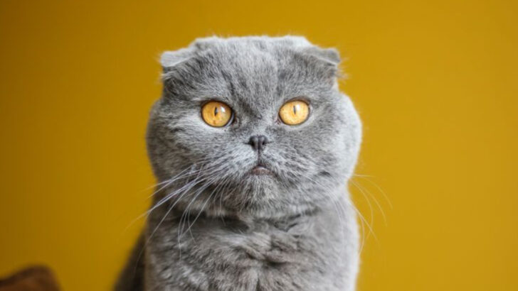 9 Cat Breeds That Can Lead to More Problems Than You Think (According to Vets)