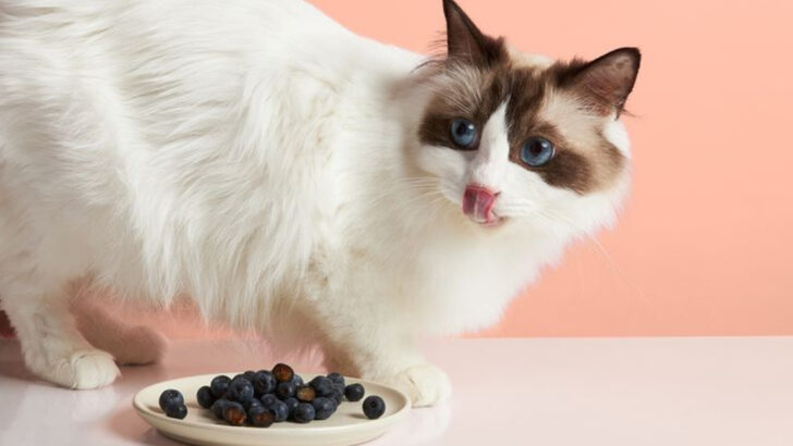 9 Human Foods That Are Vet-Approved for Cats