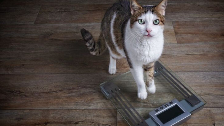 9 Major Signs Your Senior Cat Is Slowing Down