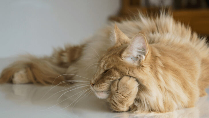 9 Warning Signs Your Maine Coon Cat is Feeling Anxious
