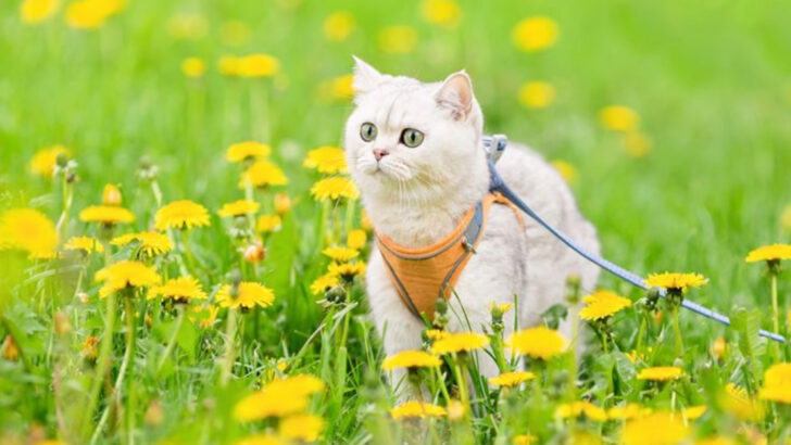 9 Ways to Get Your Cat Ready for Life on the Road