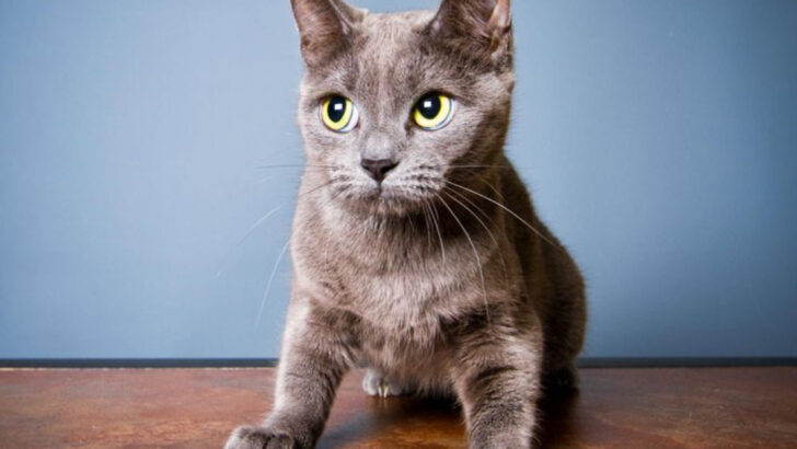 9 Ways You’re Making Your Cat Anxious and Depressed