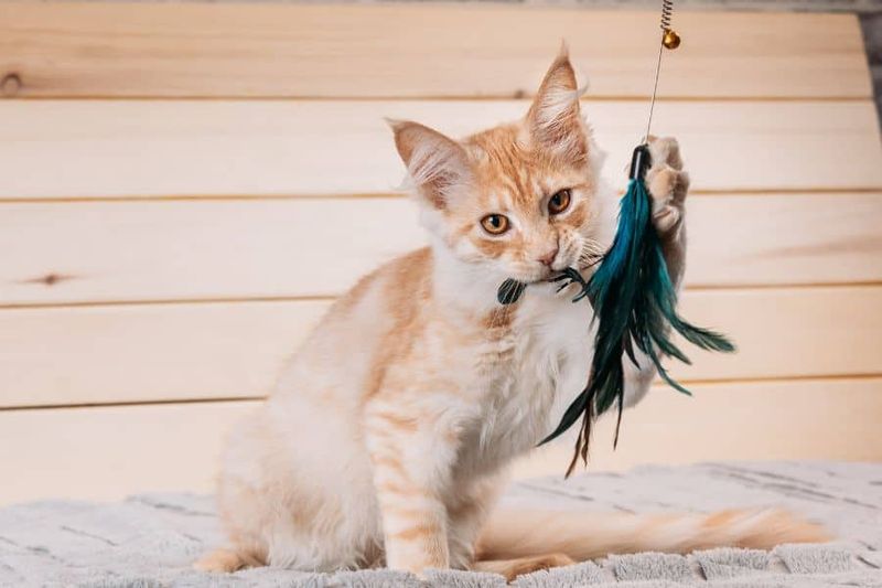 9. You Think Cats Don’t Need Attention