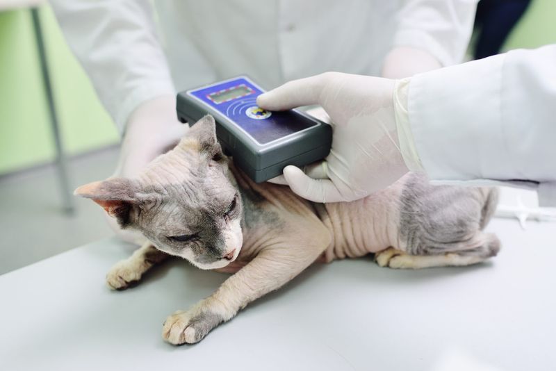Microchips Can Occasionally Migrate