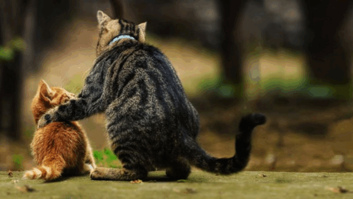A Second Cat for Your Kitty? Here’s How to Pick the Perfect Match in 9 Easy Steps
