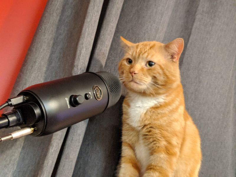 Cat Voiceovers and Sassy Cat Narratives