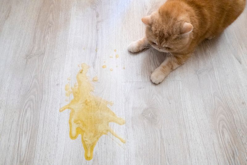 Dark Urine