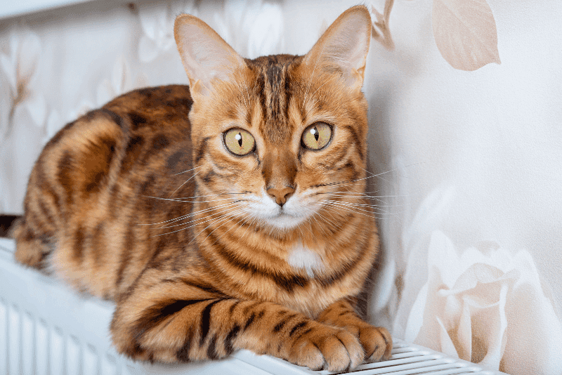 Bengal