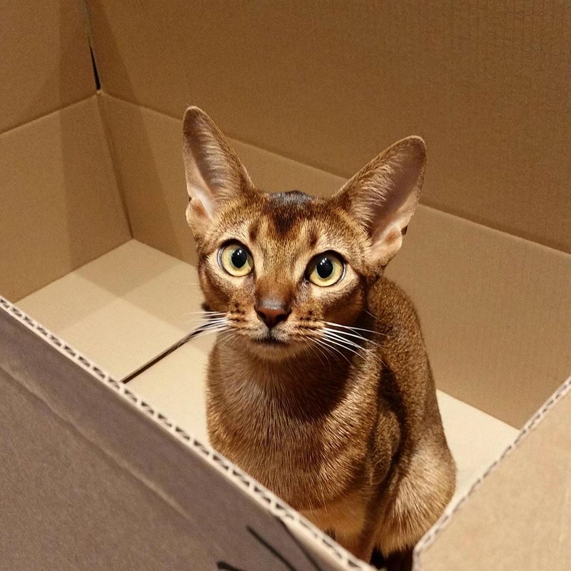 Abyssinian
