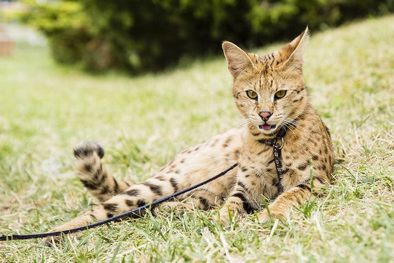 Savannah Cat