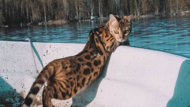 Bengal