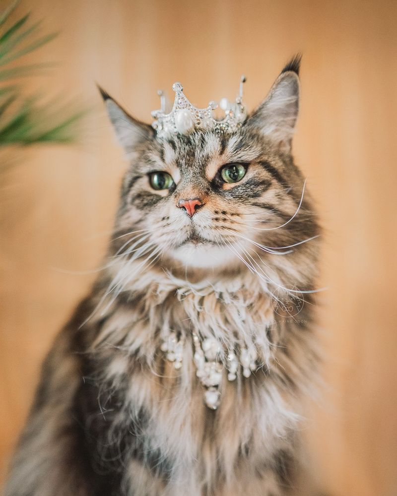 Maine Coon