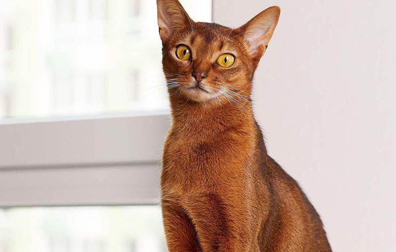 Abyssinian