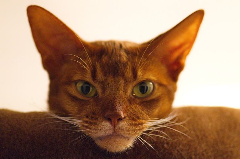 Abyssinian
