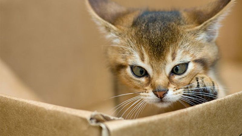 Abyssinian