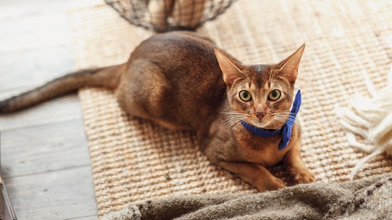 Abyssinian