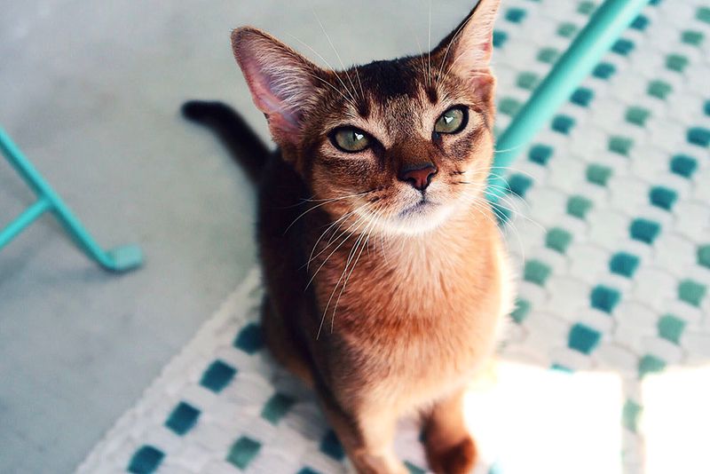 Abyssinian