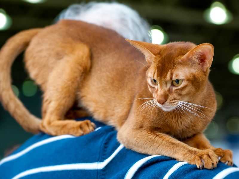 Abyssinian