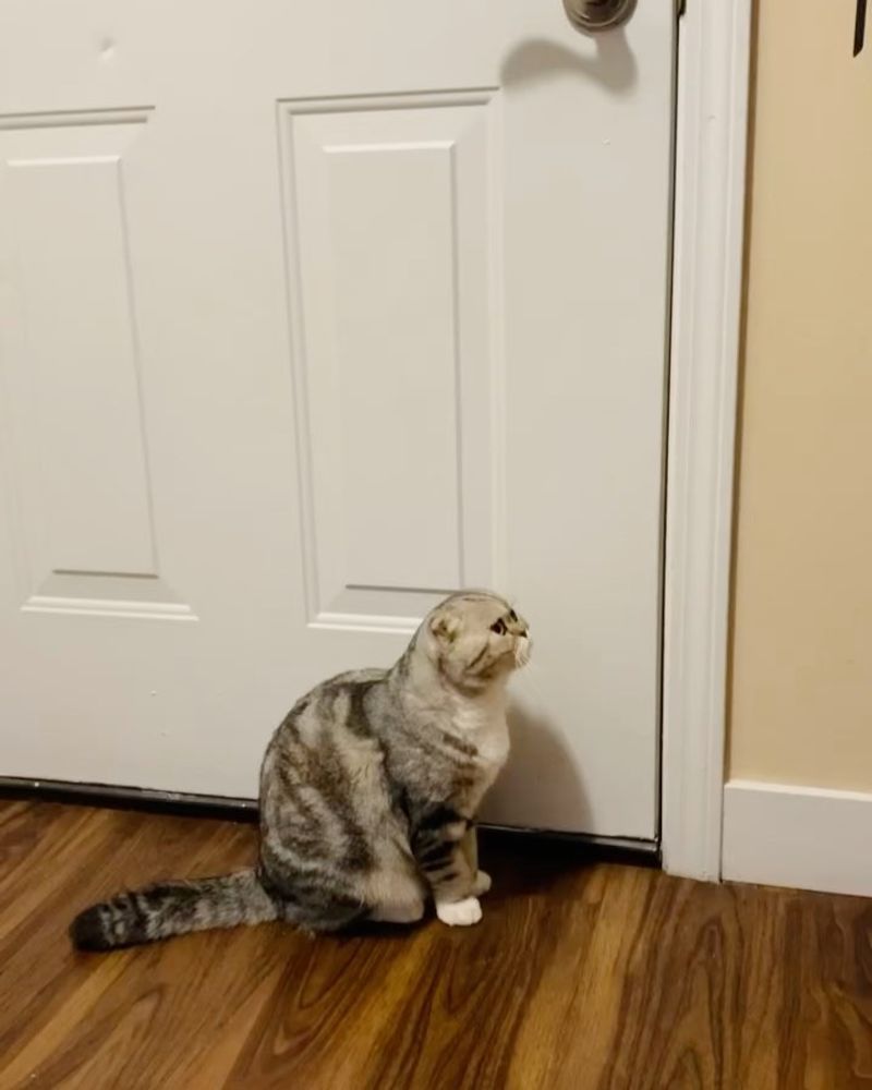 Scottish Fold: The Eager-Eared Enthusiast