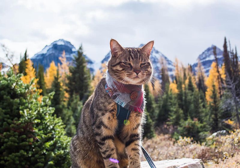 Acclimatize Your Cat
