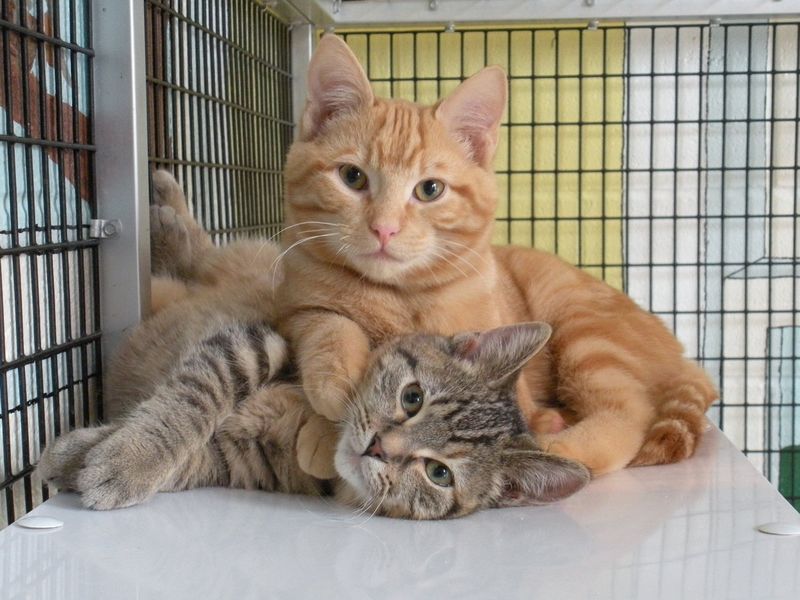 Meet the Cat Before Adopting
