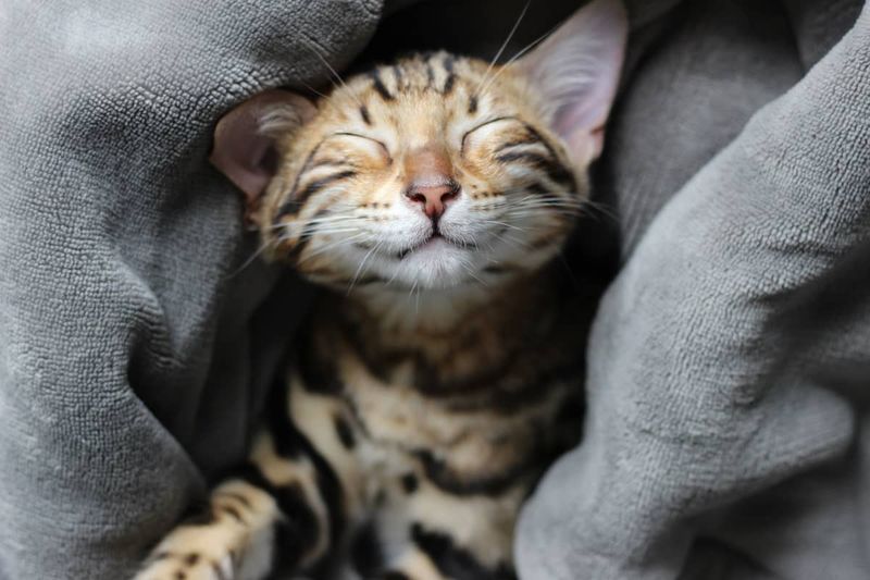 Using Purring Strategically