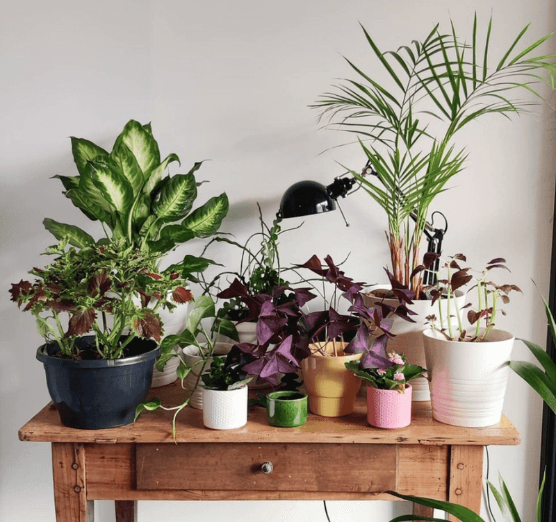 Bring in Cat-Friendly Plants (Optional)