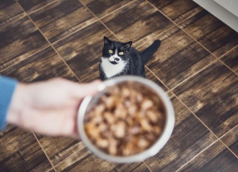 Use Veterinary Nutritional Guidelines